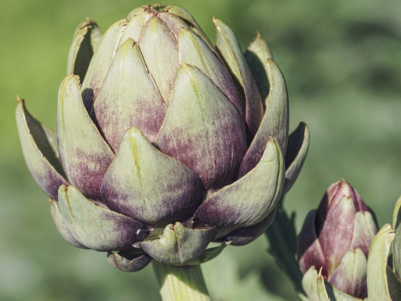 Ricette con Carciofi